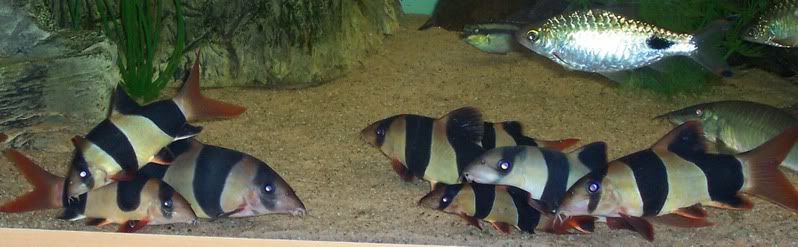 fish008-1.jpg