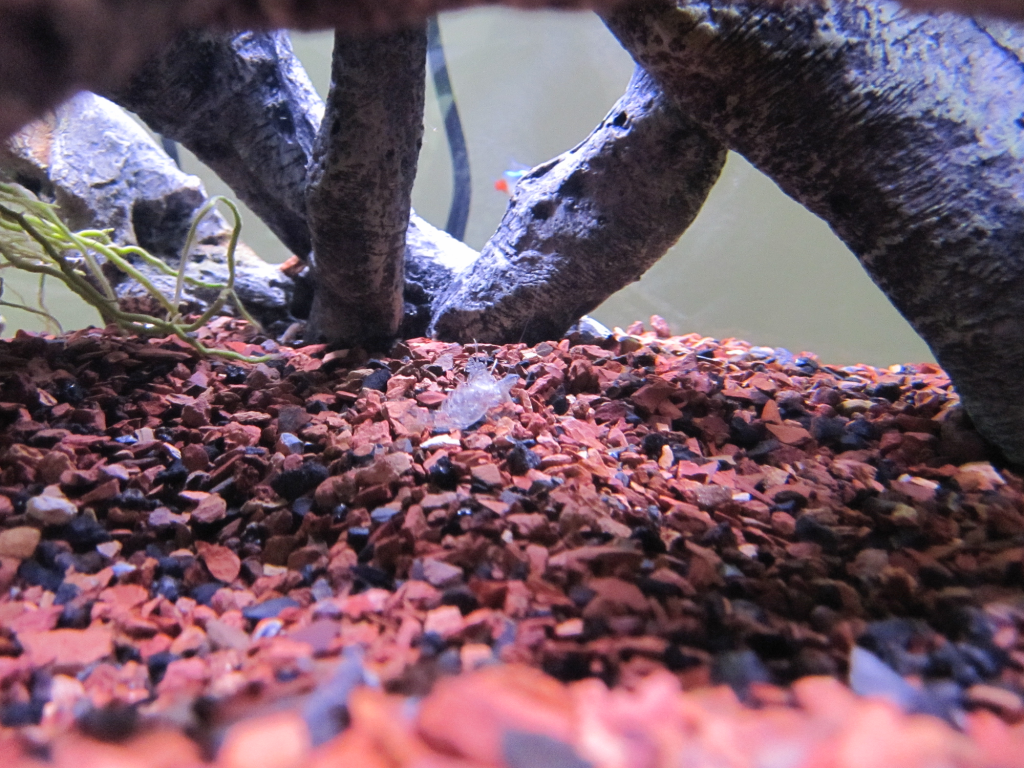 RCS_Molted1.png