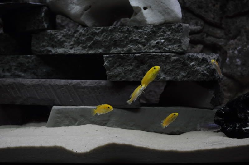 fishnov2011062.jpg