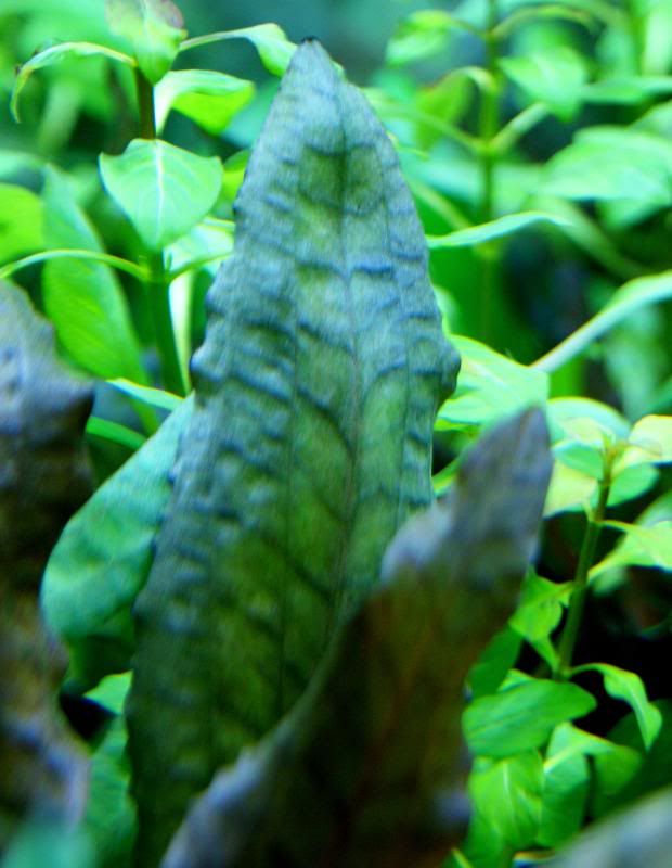 shrimp3.jpg