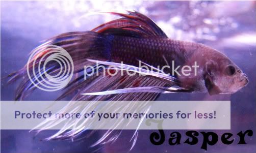 Bettas71609064-1.jpg