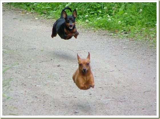 Funnyanimalspic.jpg