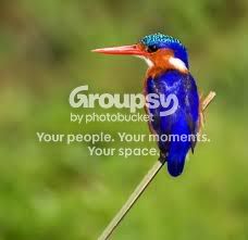 kingfisher.jpg