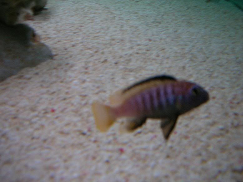 DSCN2118.jpg