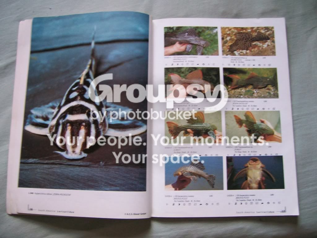 alog001.jpg