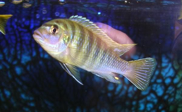mysterycichlid.jpg