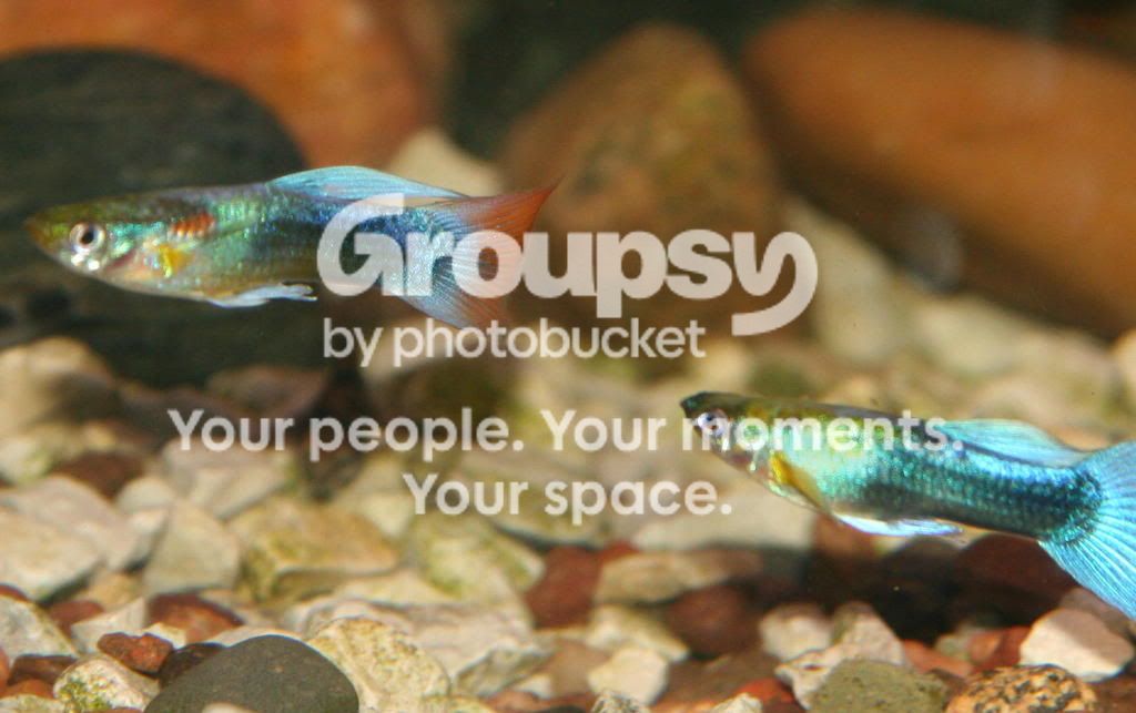 guppy2.jpg