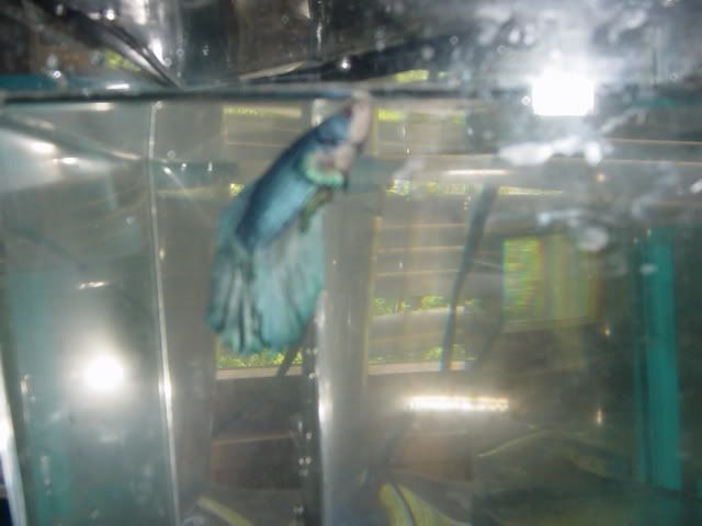 Fishyhomes018.jpg