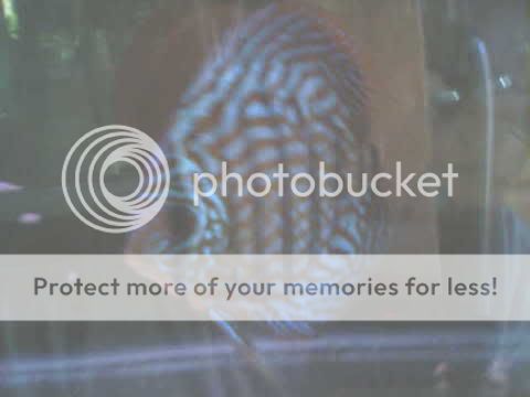 BlueDiscus.jpg