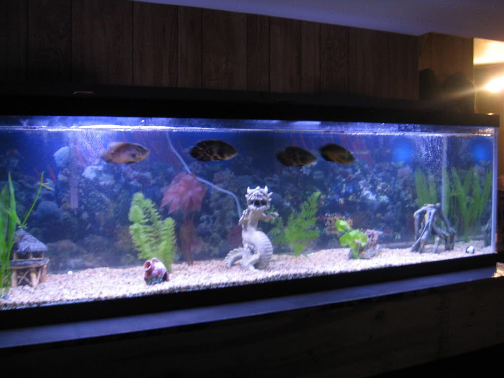 fish013.jpg
