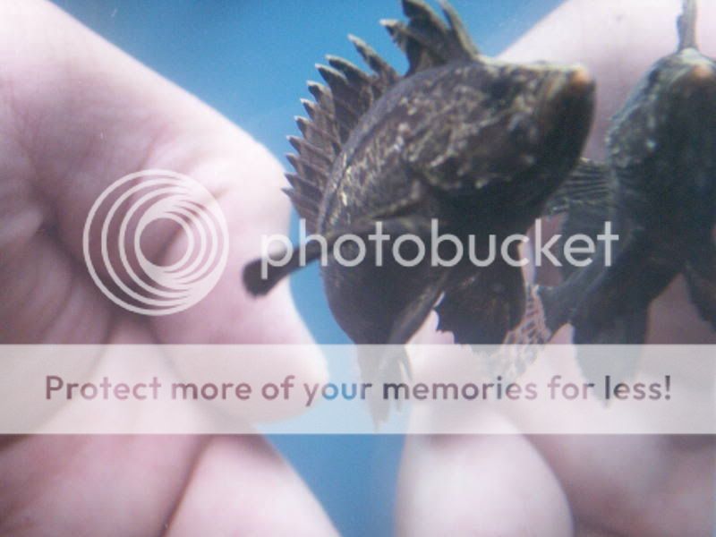 PICT0010a.jpg