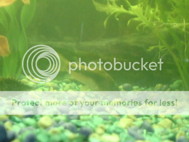 fishies007.jpg