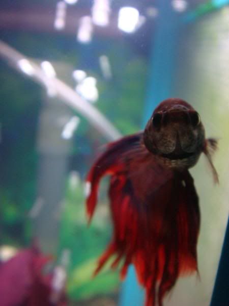 fish049.jpg