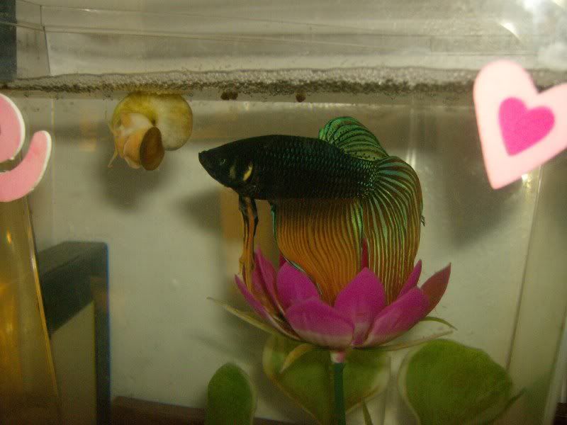 myfishie019.jpg