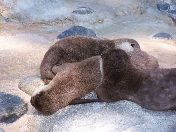 otterbundle.jpg