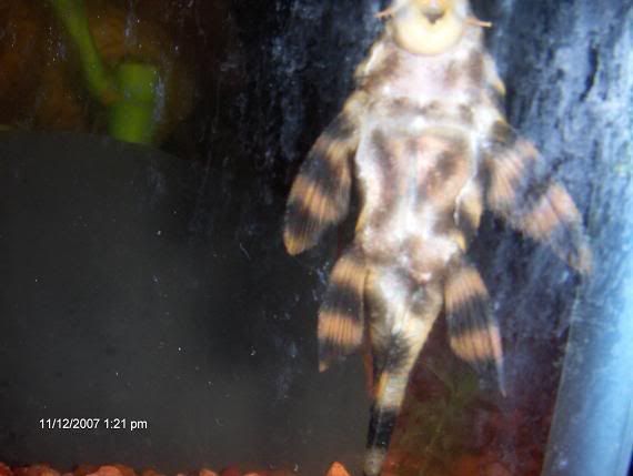 goldstripepleco2.jpg