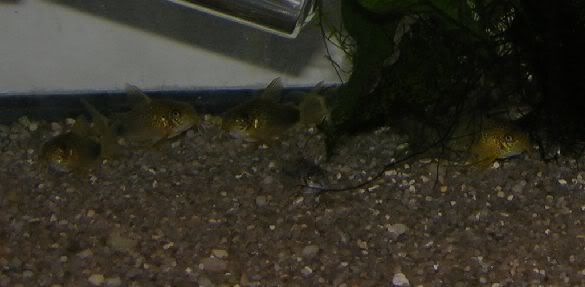 smudgepotcory2.jpg