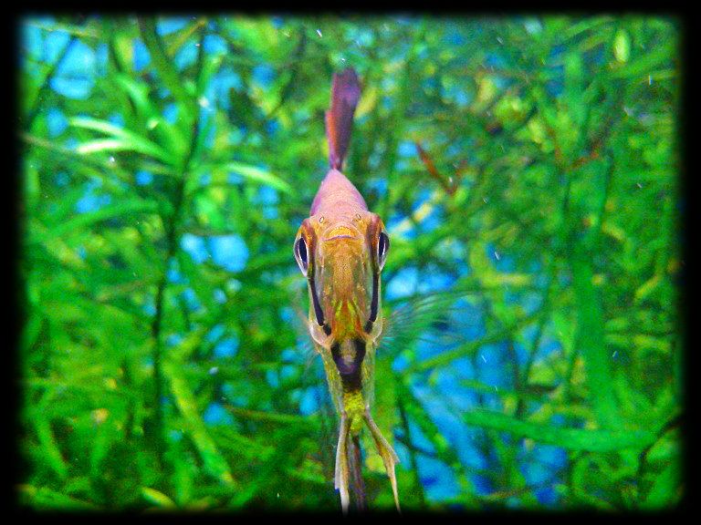 Angelfish.jpg