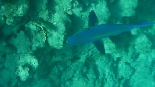fish16.jpg