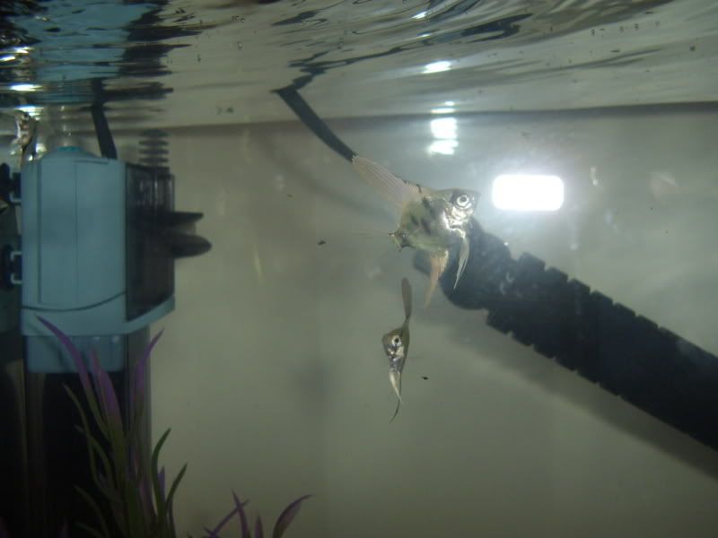 STA42293.jpg