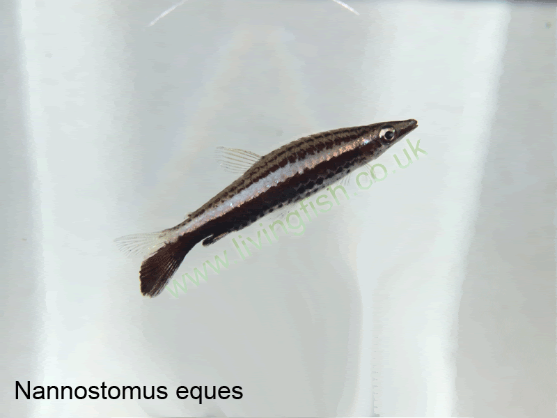 Nannostomus-eques.gif