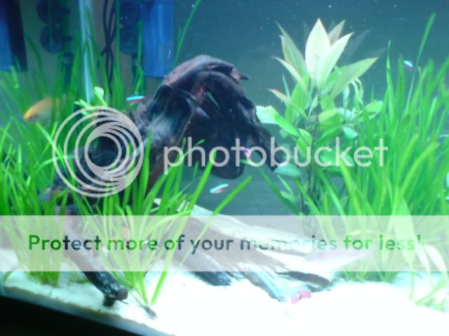 newtank010.jpg