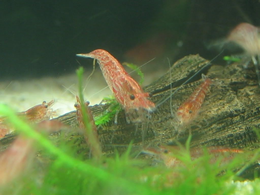 tankup068.jpg