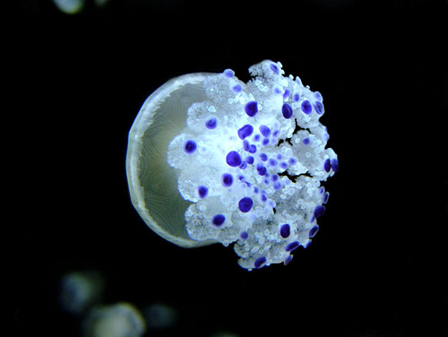 2125263033_0903ea3e5c.jpg