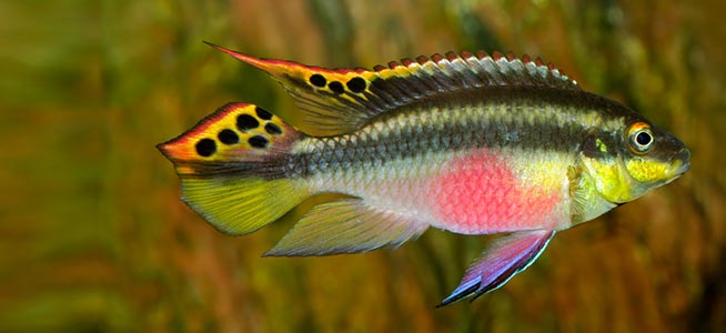 kribensis-01.jpg