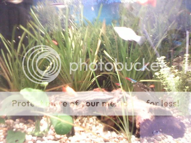 fishtank1.jpg