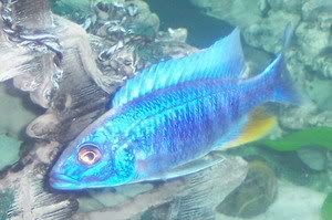 cichlids024.jpg