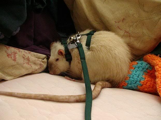 rat053.jpg