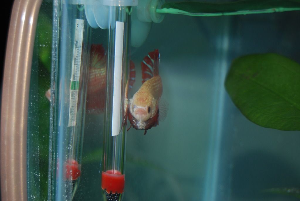DSC_4404.jpg