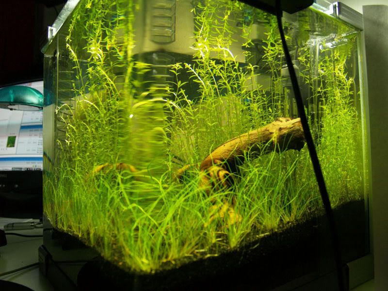 Fishcube48.jpg