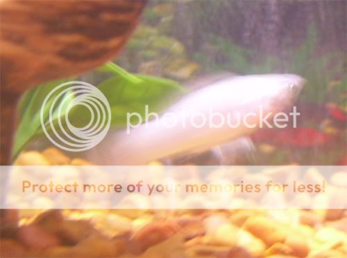 whitemolly.jpg