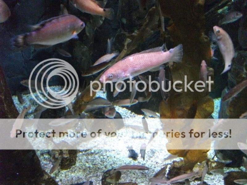 bluereef008.jpg