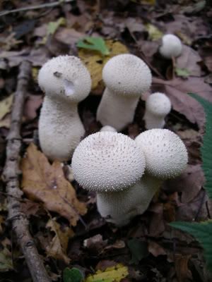 assorted024.jpg
