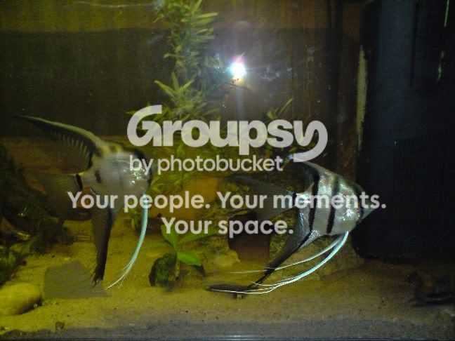 AngelFish.jpg