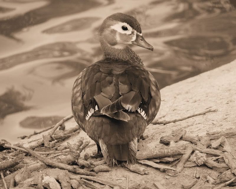Duck.jpg