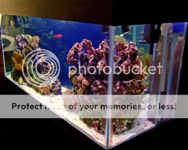 2009_0530Reef0046a.jpg
