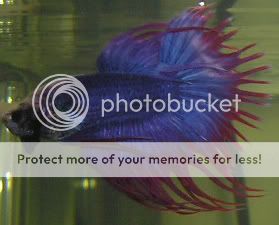 betta5.jpg