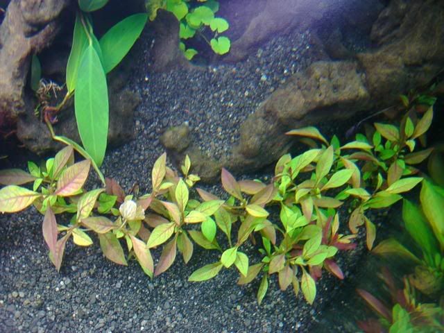 IMAG0032.jpg