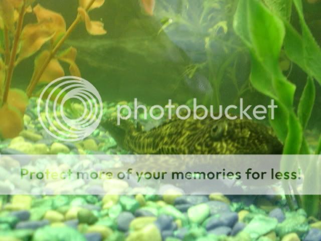 fishies001.jpg