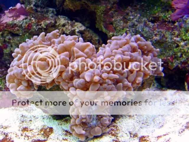 2009_0523Reef0040a.jpg