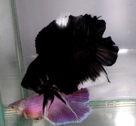 fwbettaswt1153385985.jpg