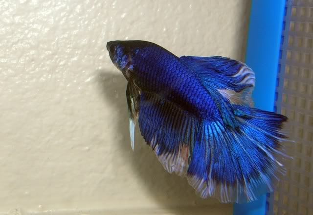 bluemarblemale2.jpg