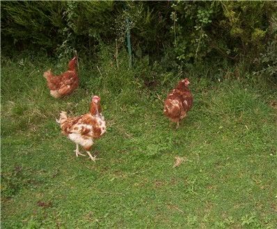 chickens2290705.jpg