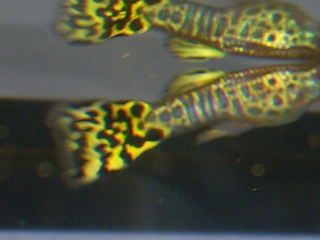 Picture093.jpg