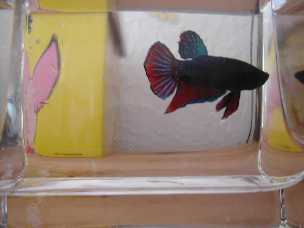 DSCN4315.jpg