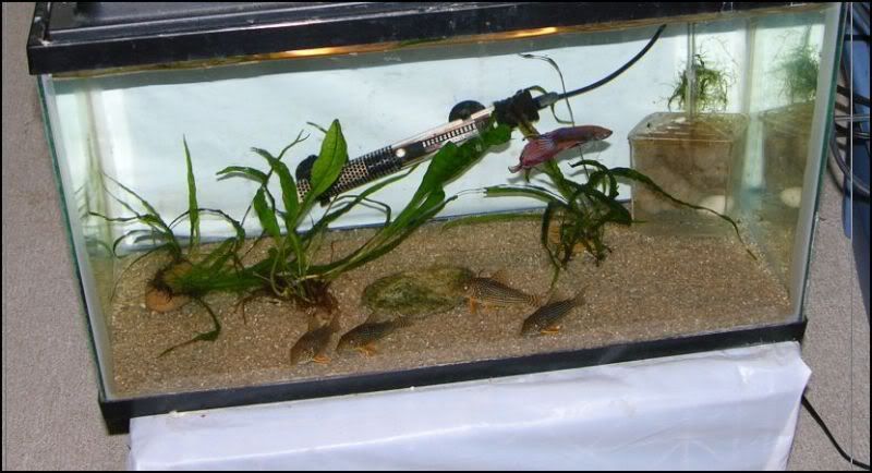 Cosmicin10gal.jpg